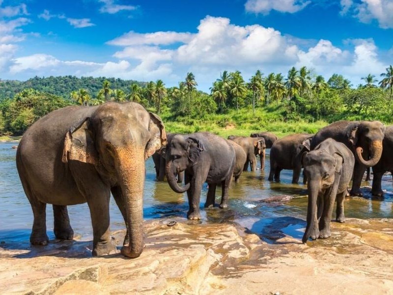 Air Arabia İle Sri Lanka Turu